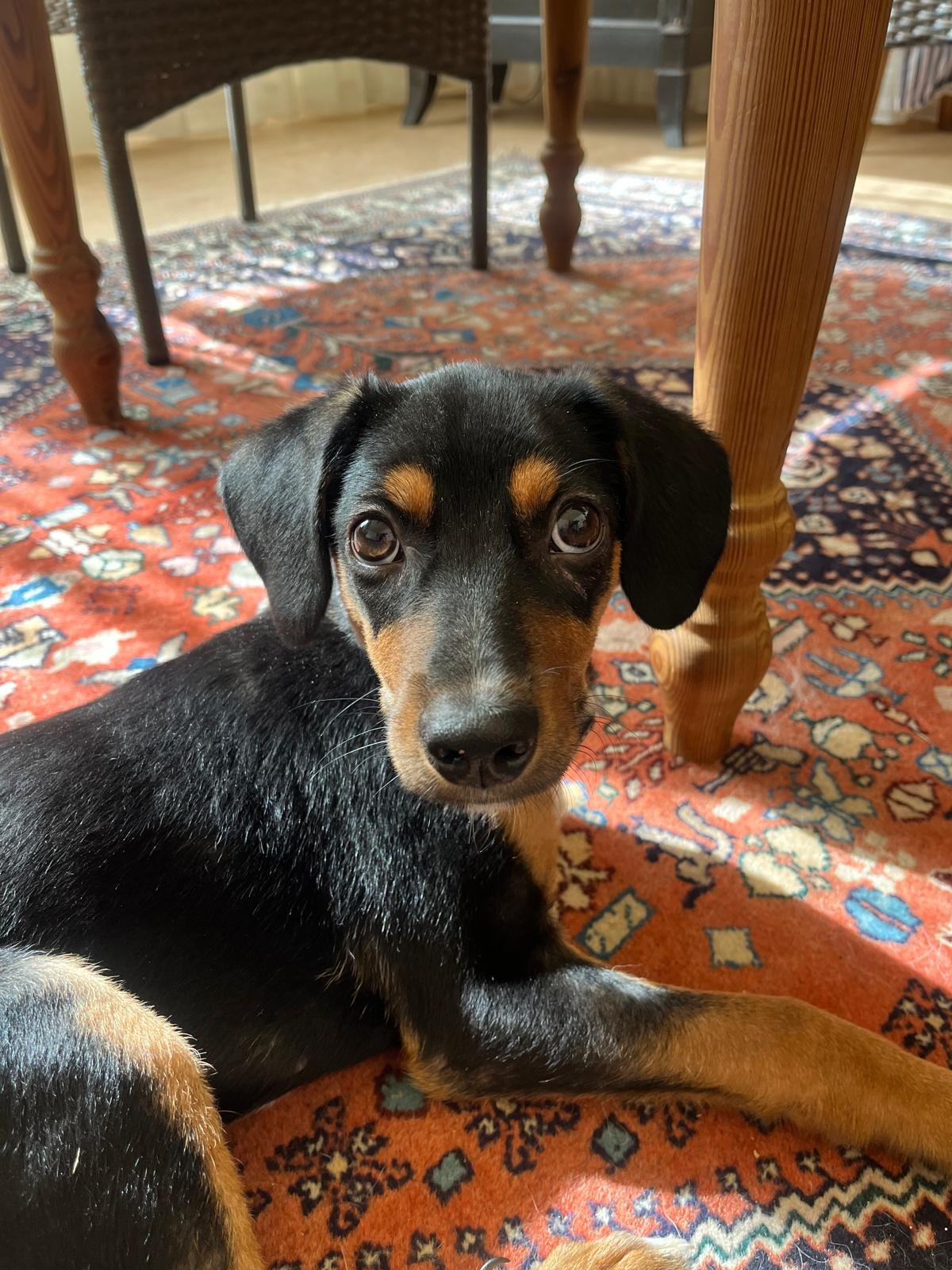 Pino