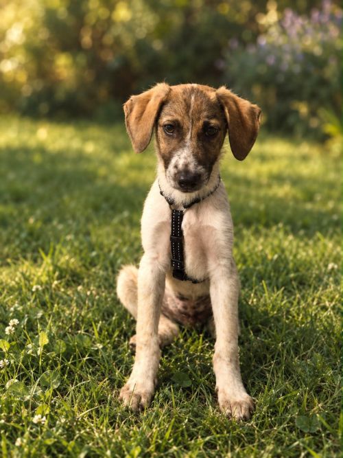 Watson