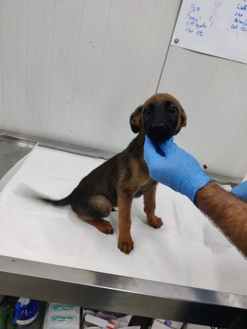 Foto von Brownie