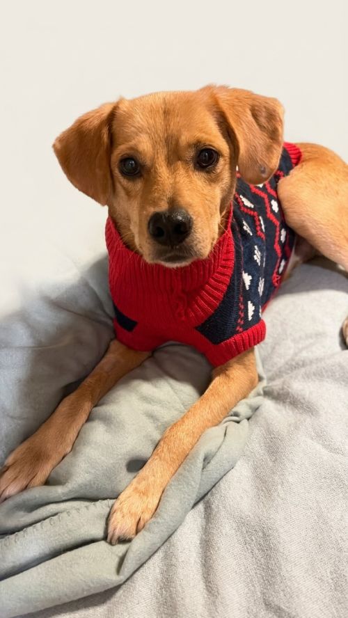 Pedro