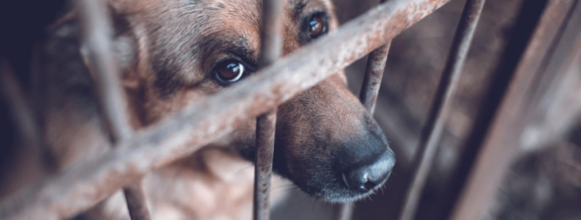 Hund hinter Metallgittern mit traurigem Blick