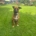 Lotti