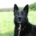 Balu